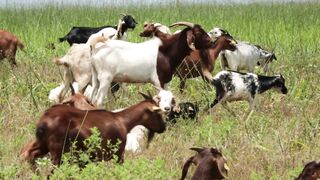 Goats on a farm, Lucala, Angola 7