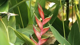 FLOWER RED HELICONIA