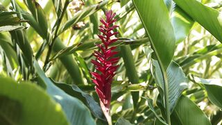 ALPINIA PLANT 6