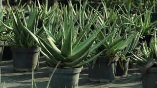CACTUS PLANT 3