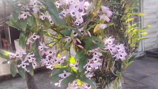 Orquídea