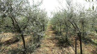 OLIVE PLANT