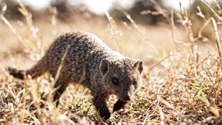 Survival of the Fittest: Mongoose vs. Cobra