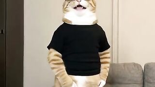 Miaoo 2