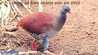 Best Call for the Tataupa Tinamou (Lambu Pé Roxo) Being Attracted by the Whistle