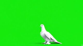Dove Flying Green Screen – Peaceful Bird VFX in 4K.mp4