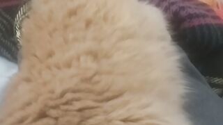 Video de gato