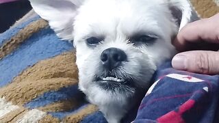 THOR DURMINDO CANTANDO E DANCANDO