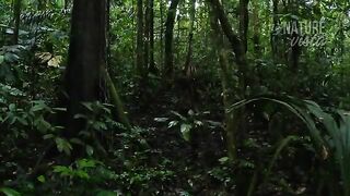 #doc a grande amazônia