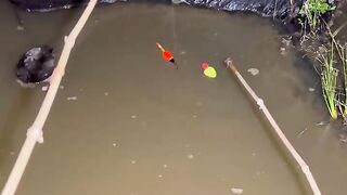Fishing with 2 rods, which one is lucky?