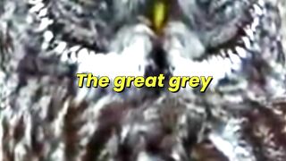 Great Grey Owl’s Deadly Hearing Secret