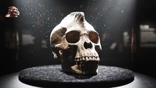 PARANTHROPUS ROBUSTUS The Extinct Cousin With Mas