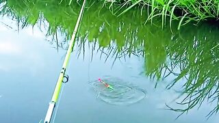 Putting a fishing rod in the pond  catch wild fish