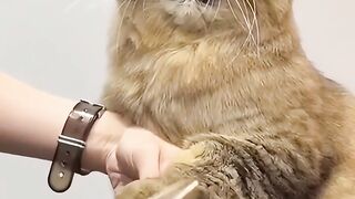 Gatos 4