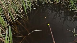 The bait was immediately snapped up by the snakehead fish fiercely.