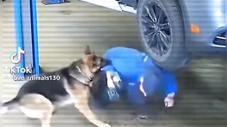 Dogs are amazing