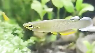 Rare wild ornamental gembolo fish