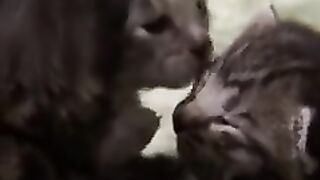 Beautiful Puppy 只是一只可爱的小狗路过