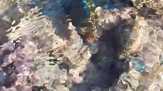 Coral reef ornamental fish, lost parrotfish