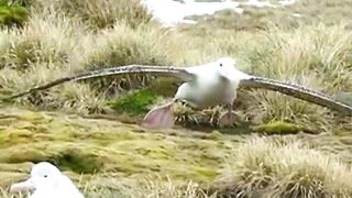 Albatross Uses Ocean’s Secret Map