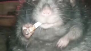 Rats Máfia