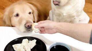 “Two Dogs, One Delicious Dumpling! 😂🐾”