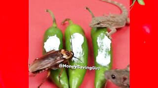 Money Saving Tips