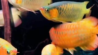 A group of colorful ornamental arowana fish