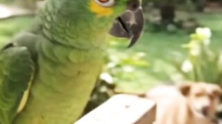 O Papagaio mais Engraçado que eu já vi na Internet