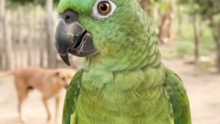 O Papagaio mais Engraçado que eu já vi na Internet 4