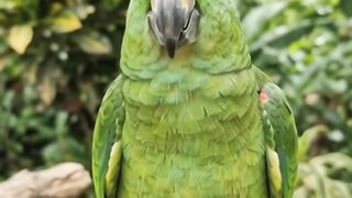 O Papagaio mais Engraçado que eu já vi na Internet 6