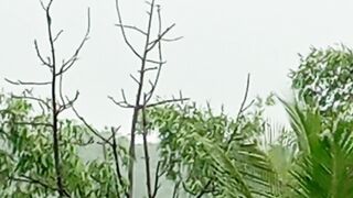 झाडावर पक्षी