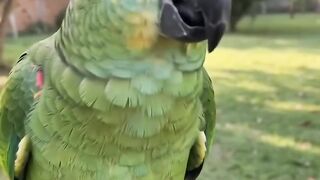 O Caramelo preguiça