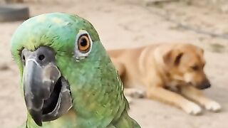 O cachorro caramelo está deitado tranquilamente perto da varanda. O papagaio observa o cachorro por alguns