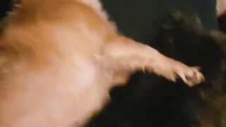 ShowTime Dancer 5