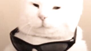 cool cat😎