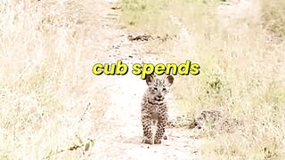 Leopard Cub's Dangerous Survival Lessons 🐆😲