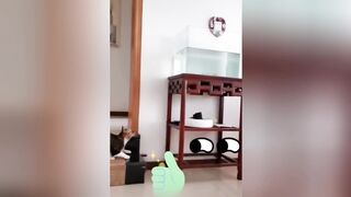 Try Not To Laugh 😆 Funniest Cats and Dogs 😅 Funny Animals #1
