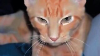 Collection of cat sounds🤣😆