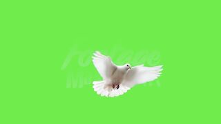 4K White Dove Flying 3 Effects Green Screen Video.mp4