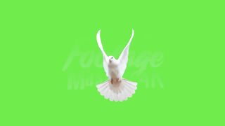 4K White Dove Flying 5 Effects Green Screen Video.mp4