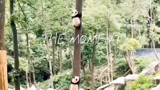 Funny Panda 🐼🐼 funny animals