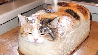 Cat Blog 2