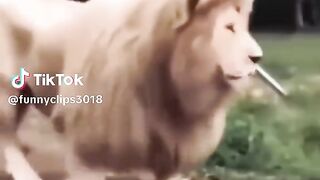 Single lion