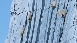 Goat force in mountain