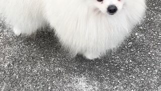 Spitz