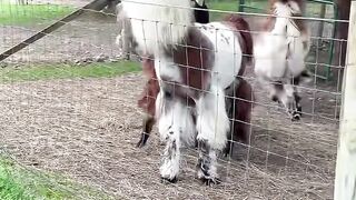 Wunsapana Farm - Llamas