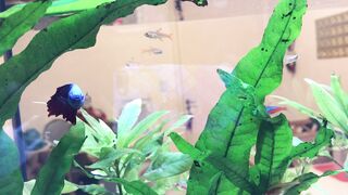 Beta Kisame fishes