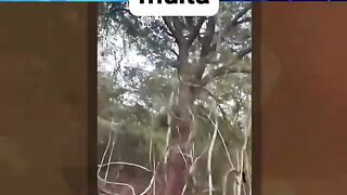Bizarre News #BizarreNews #Viral 475