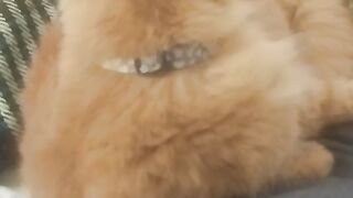 Video do gato
